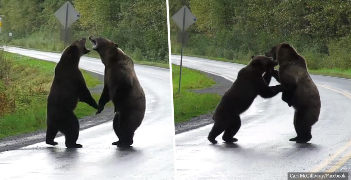 Woman captures rare grizzly bear fight on video