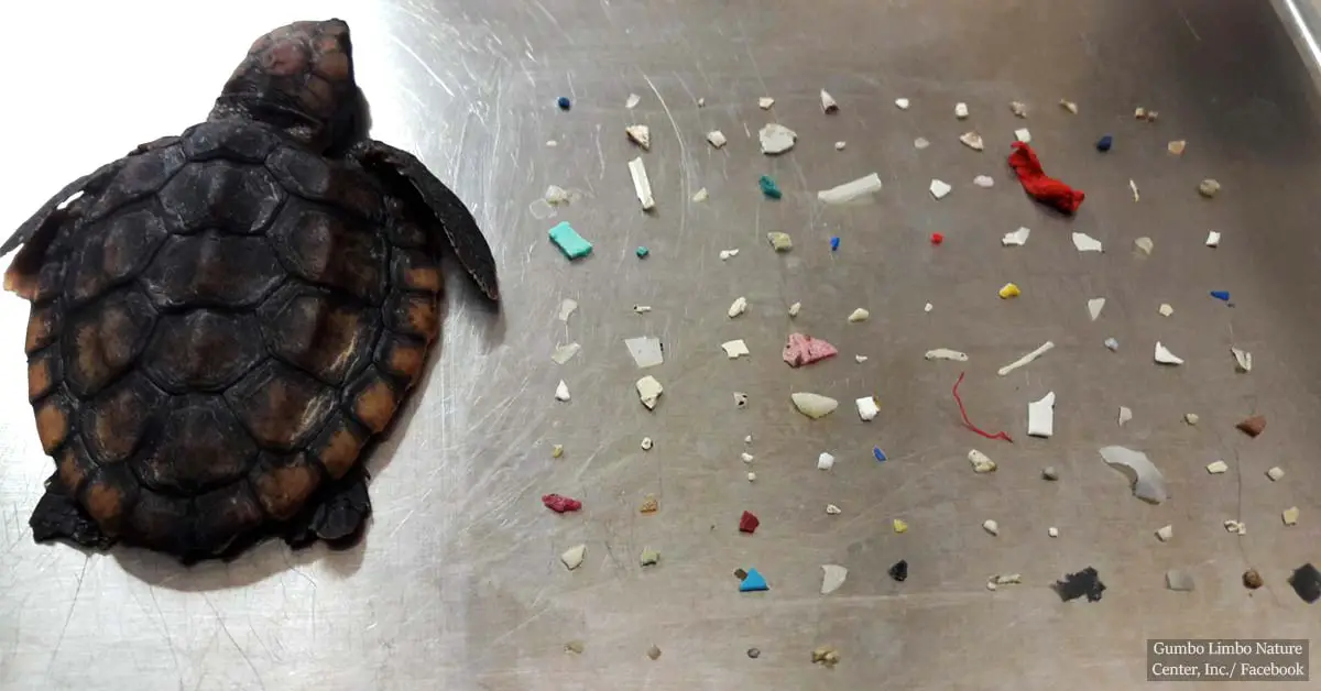 104 pieces of plastic found in baby sea turtle in Florida