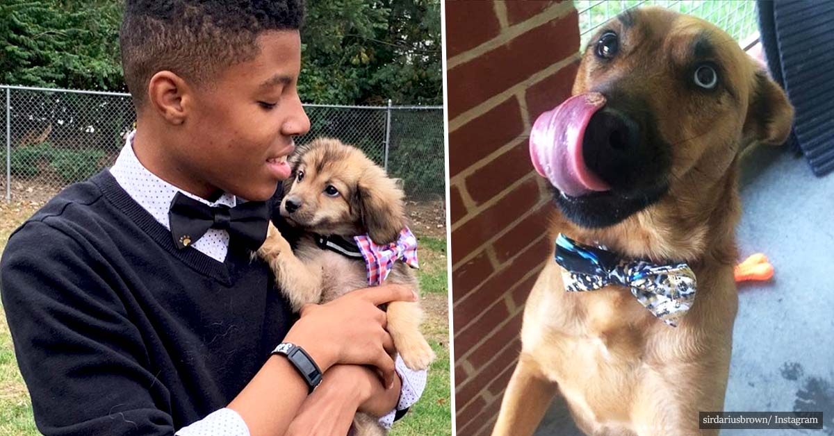 12-year-old creates bow ties for shelter animals to help them find homes