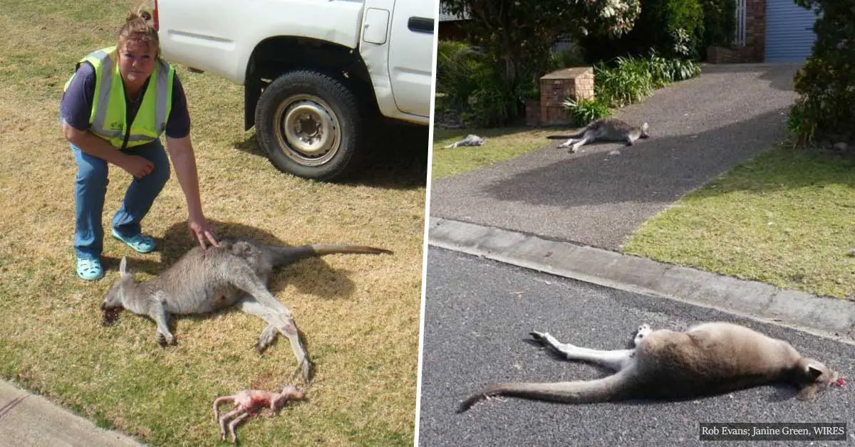 19-year-old massacres up to 20 kangaroos in Australia