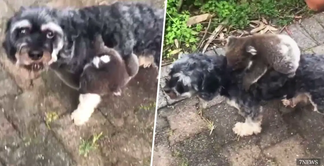 Baby koala clings onto dog after mistaking it for its mum