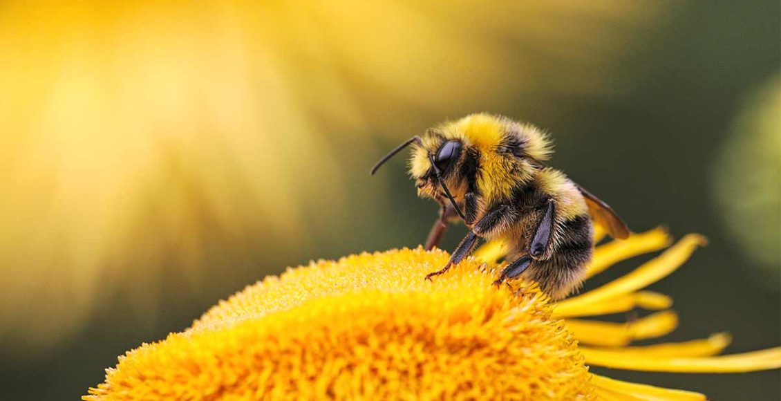 Bees may be the most important living thing on Earth