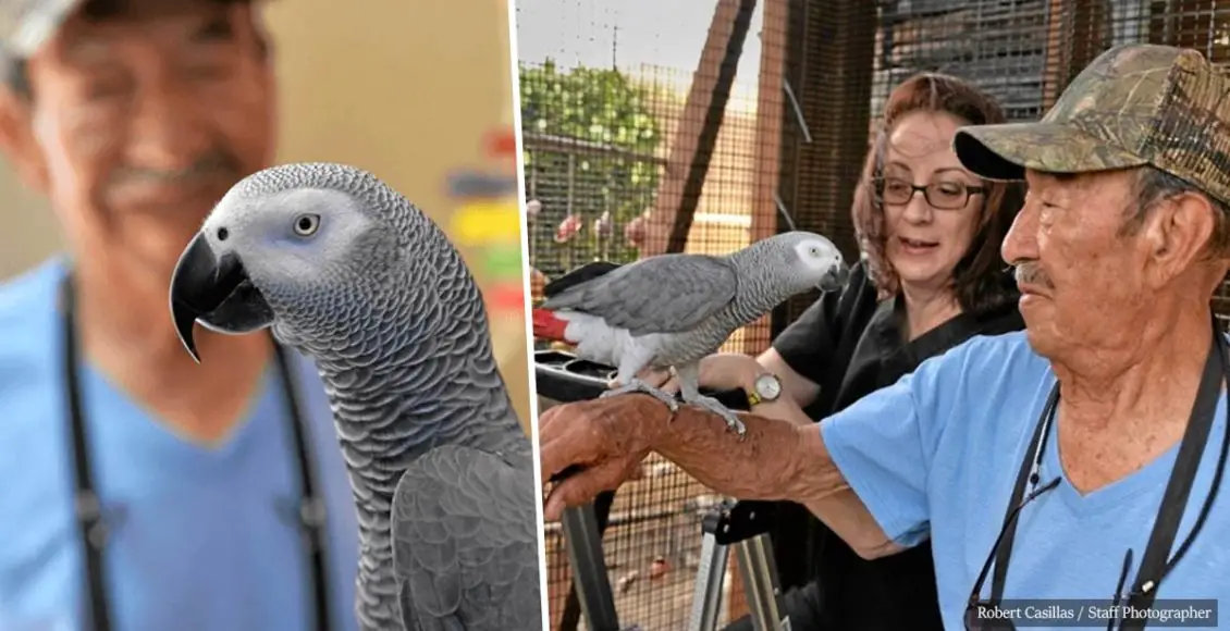 British parrot goes missing for four years only to come back speaking SPANISH!