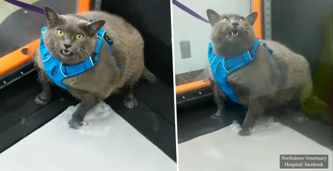 Chubby cat gets annoyed by treadmill workout and it's a mood