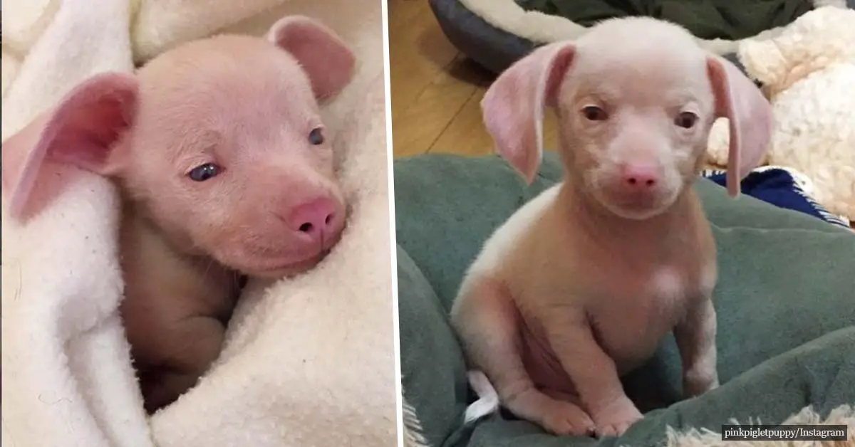 Deaf and blind pink puppy inspires kids to deal with their differences