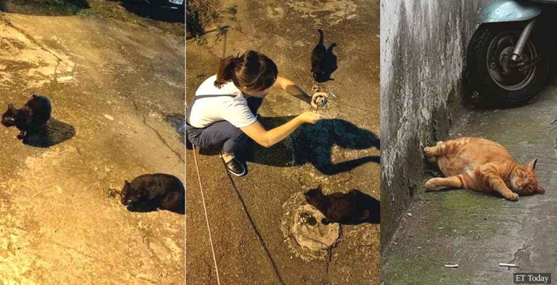 Desperate girl asked stray cat for help to find missing kitty, and it actually worked!