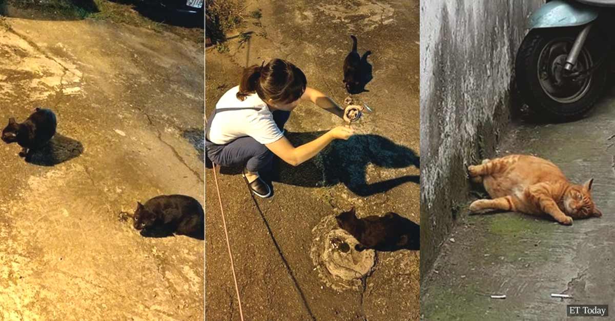Desperate girl asked stray cat for help to find missing kitty, and it actually worked!