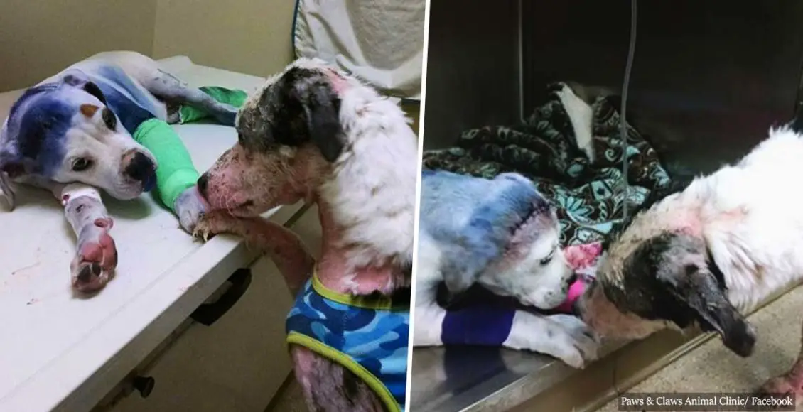 Dog comforts puppy that was shot, dragged and left for dead