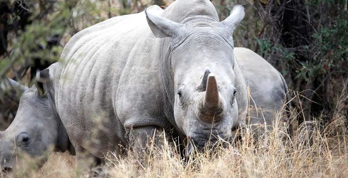 Eggs from the last two northern white rhinos successfully fertilized
