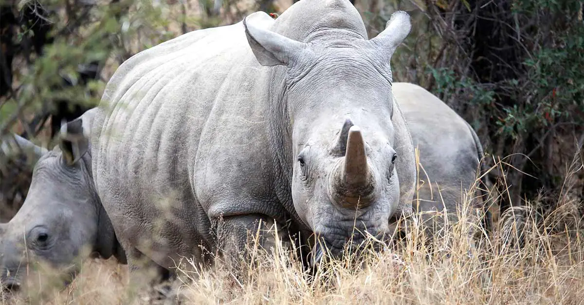 Eggs from the last two northern white rhinos successfully fertilized