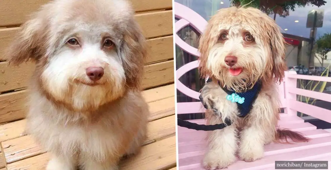 Everyone is obsessed with this 'humanlike' faced dog