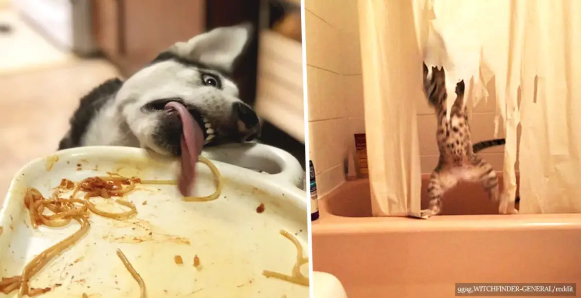 20+ funny things our pets do when nobody's watching
