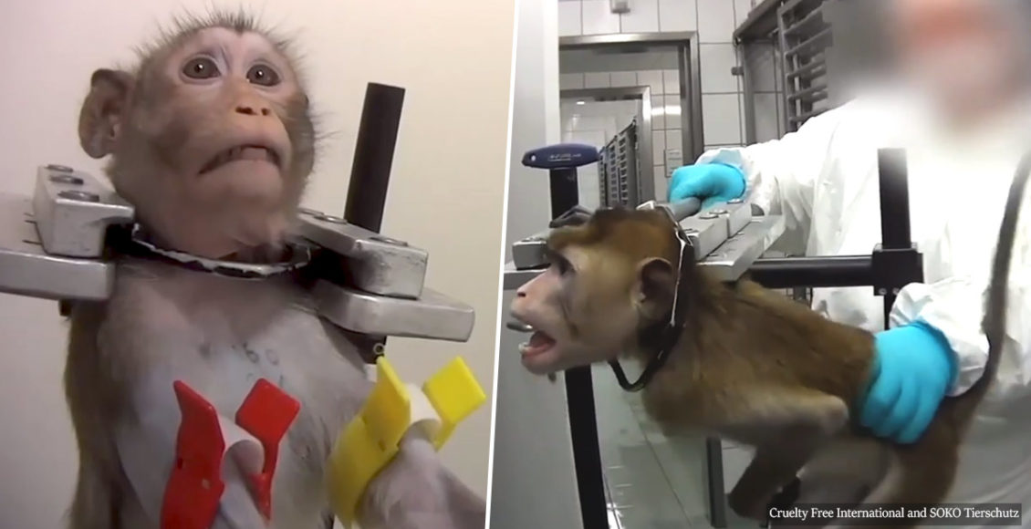 Horror German lab was raided after secret footage from inside shows 'barbaric' tests on monkeys and other animals