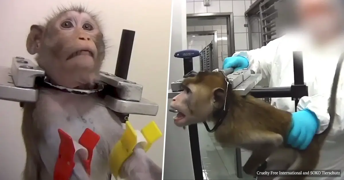 Horror German lab was raided after secret footage from inside shows 'barbaric' tests on monkeys and other animals