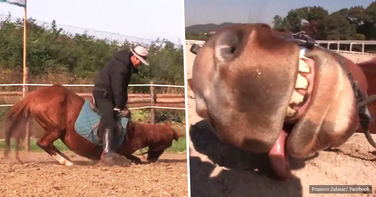 Naughty horse pretends to be dead whenever someone tries to ride him (VIDEO)