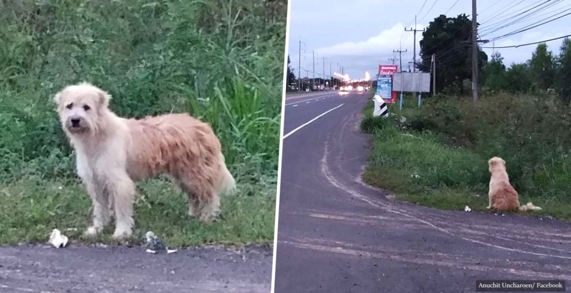 Lost dog waits in the same spot 4 years before reuniting with owners
