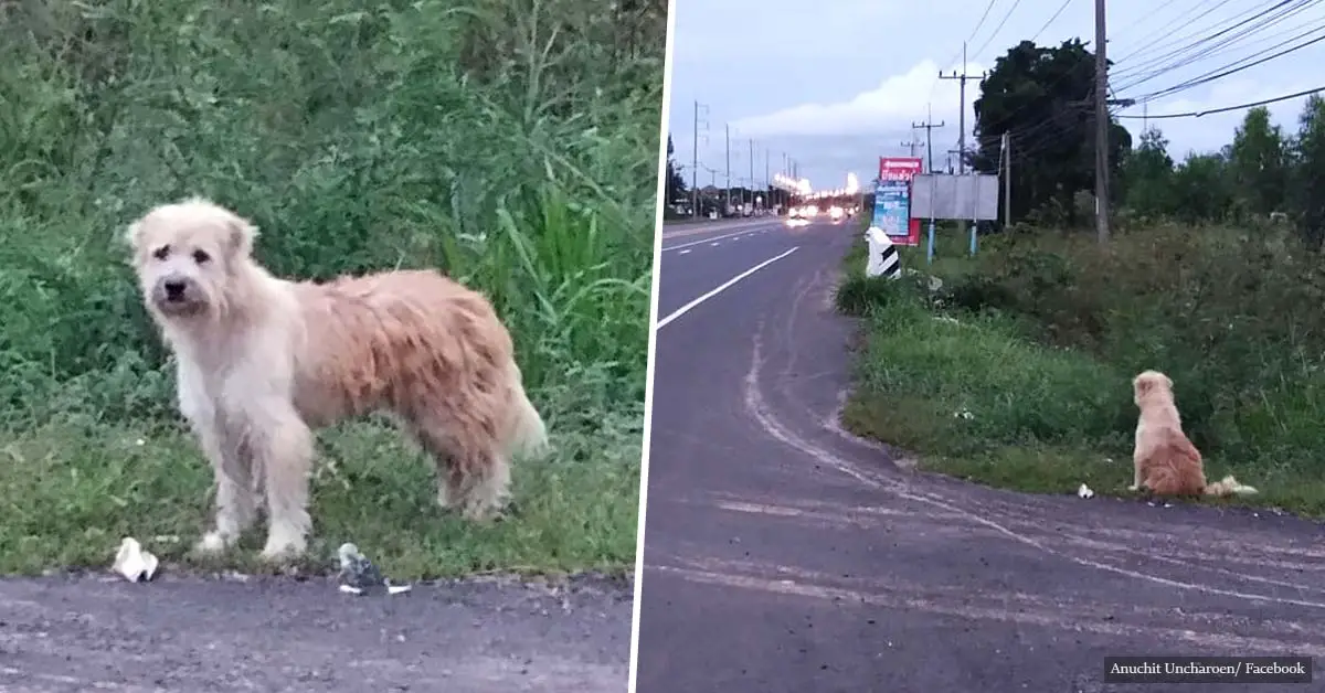Lost dog waits in the same spot 4 years before reuniting with owners