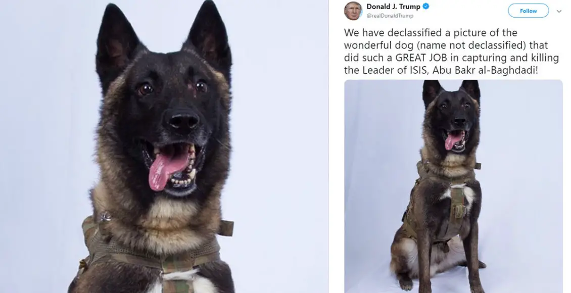 Military dog who helped take down ISIS leader revealed