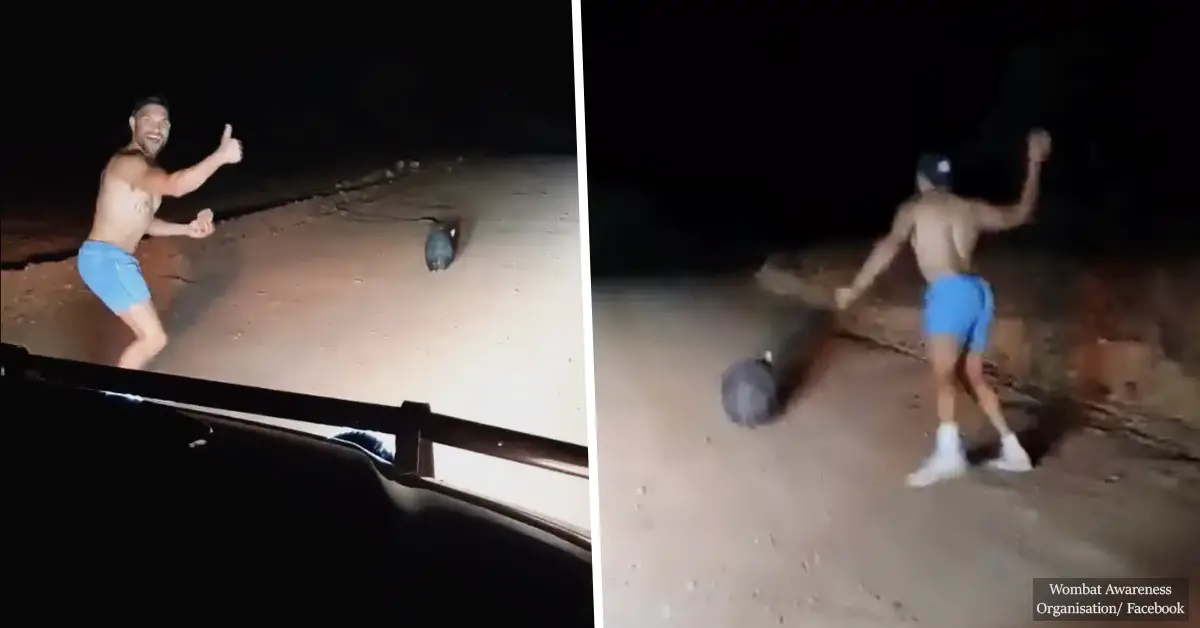 Off-duty cop stones defenseless wombat to death for a laugh
