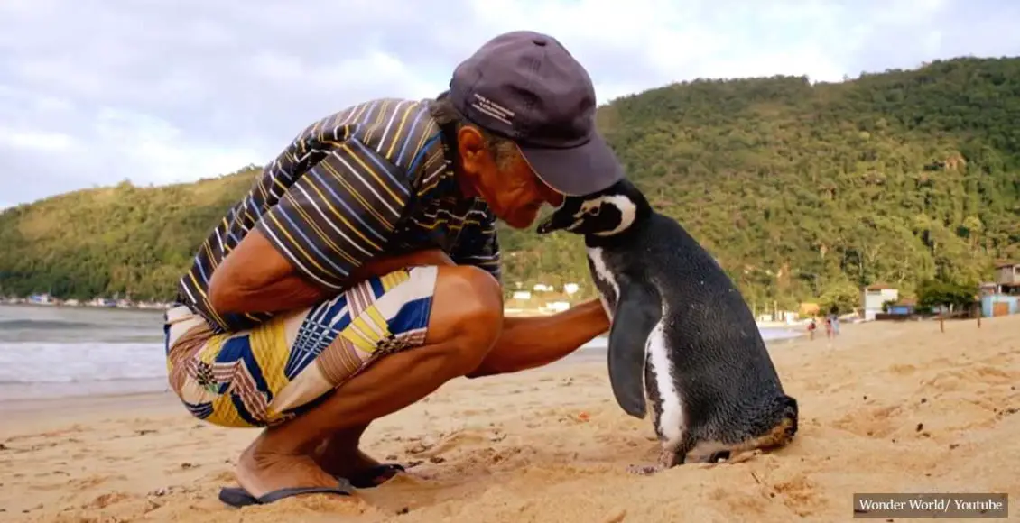 Penguin swims 5000 miles each year to reunite with the man who saved his life