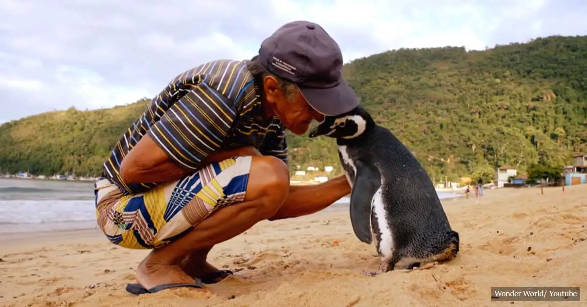 Penguin swims 5000 miles each year to reunite with the man who saved his life