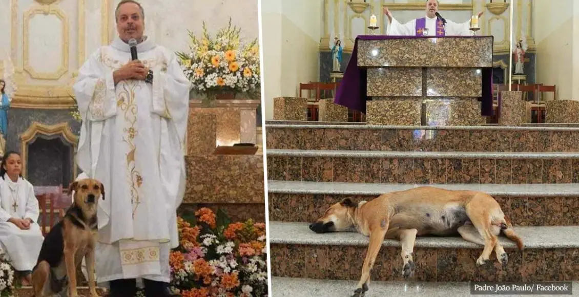 Priest brings stray dogs to Sunday service so families can adopt them