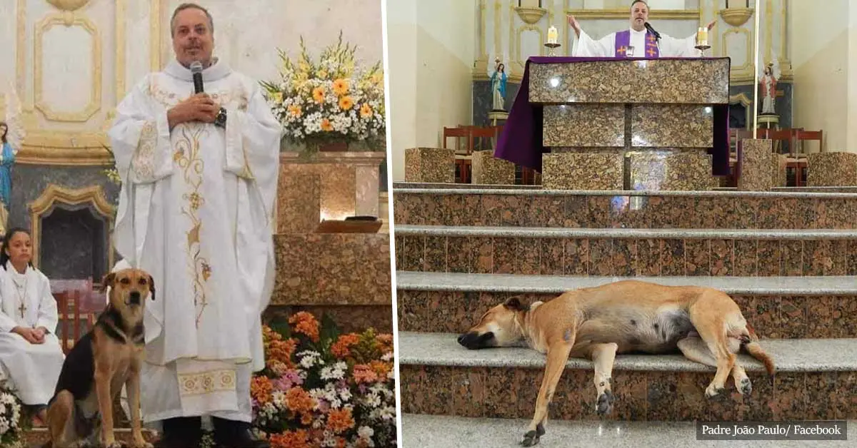 Priest brings stray dogs to Sunday service so families can adopt them