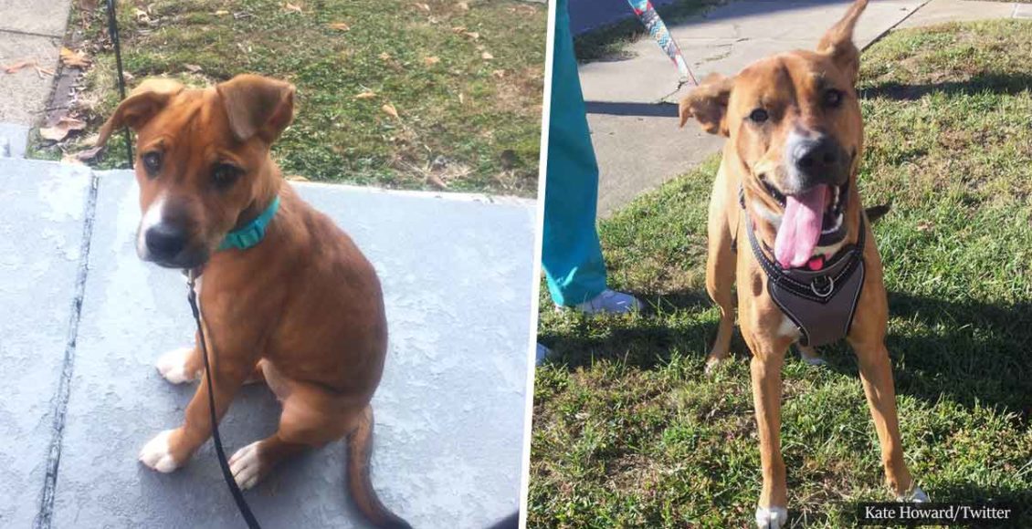 Heartwarming reunion between woman and foster dog she cared for a year ago