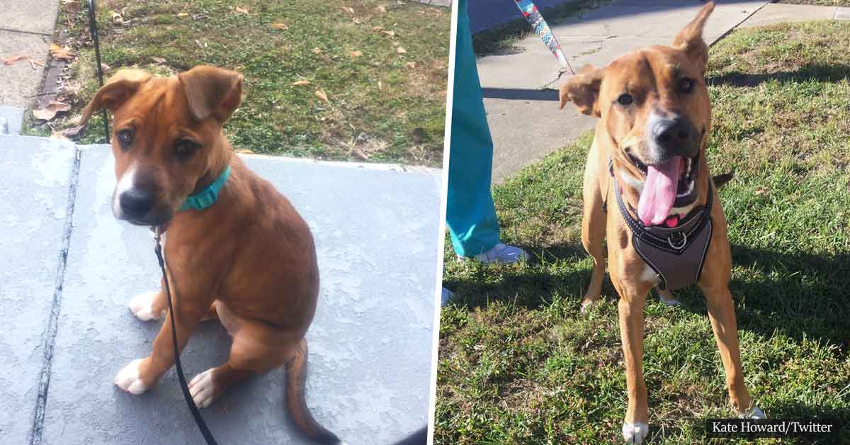Heartwarming reunion between woman and foster dog she cared for a year ago
