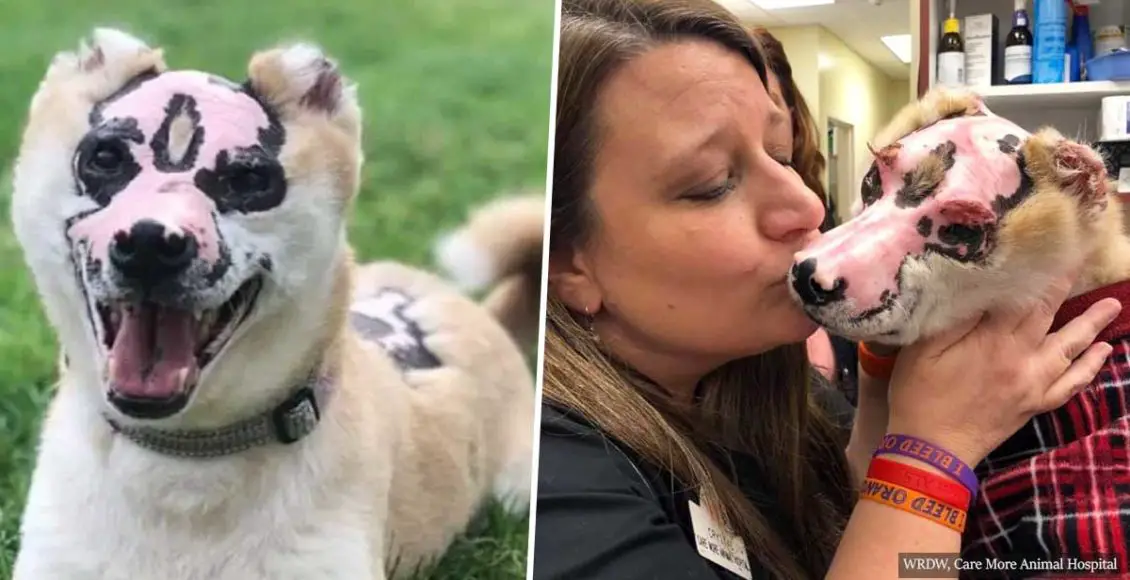 Shiba Inu severely injured in house fire becomes therapy dog for burn victims