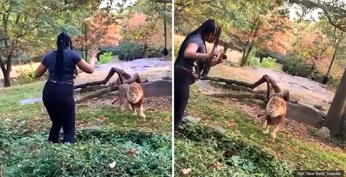 Woman climbs into exhibit at Bronx Zoo and taunts the lion