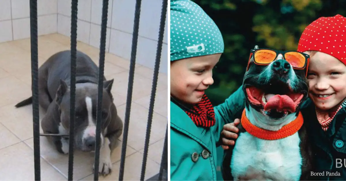 30+ pictures of former shelter pets before and after finding loving homes