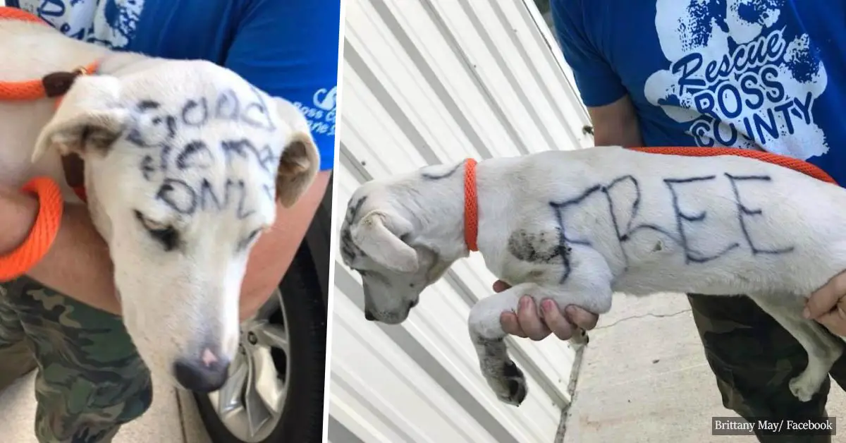 Abandoned dog with the word “FREE” written on its fur in permanent marker
