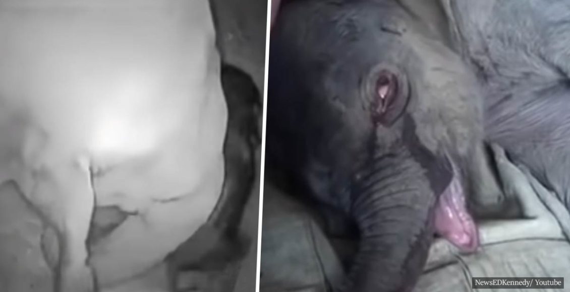 Baby elephant cries uncontrollably for 5 hours after his mother rejects him