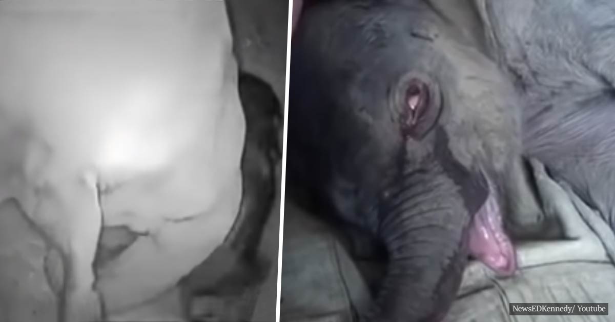 Baby elephant cries uncontrollably for 5 hours after his mother rejects him