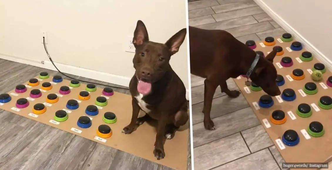 'Come Play!': Dog learns how to talk using custom soundboard and already knows 29 words