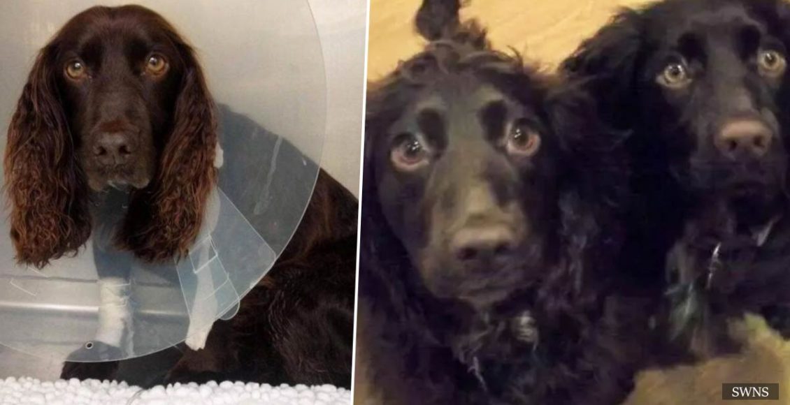 Dog travels 4,000 miles to save the life of one of its puppies