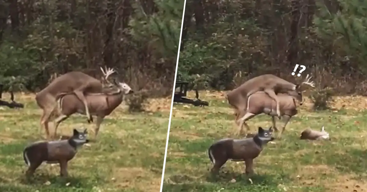 Hilarious video shows wild deer’s shocked reaction when a statue he’s humping loses its head