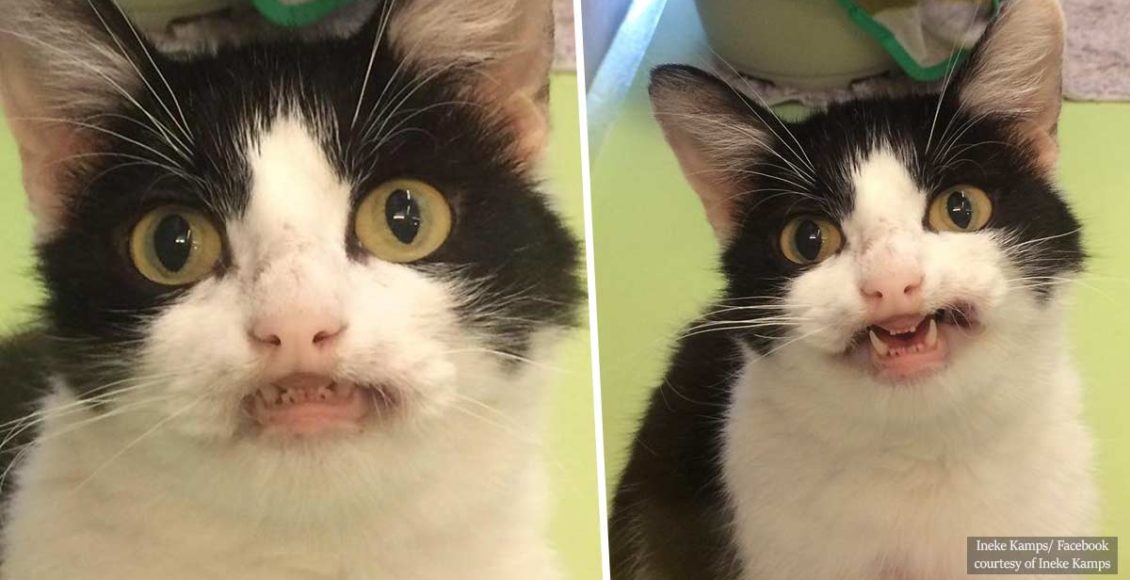 Joyful cat smiles at everyone she meets, and hopes to find a new home