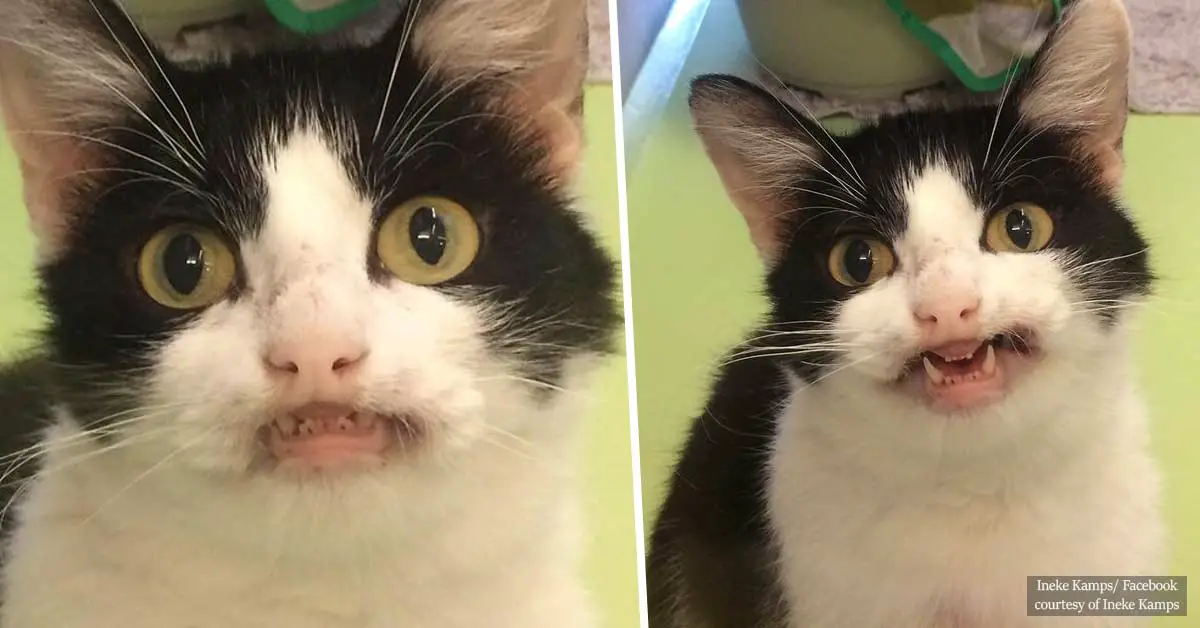 Joyful cat smiles at everyone she meets, and hopes to find a new home