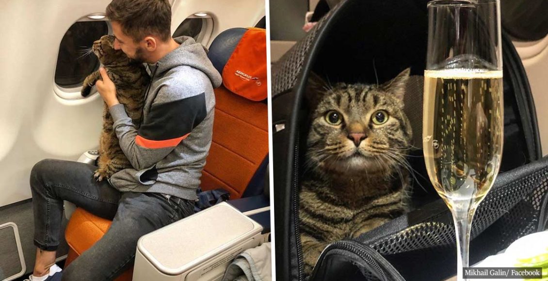 Man pulls off outrageous scheme using body double to get his chunky cat on an airplane