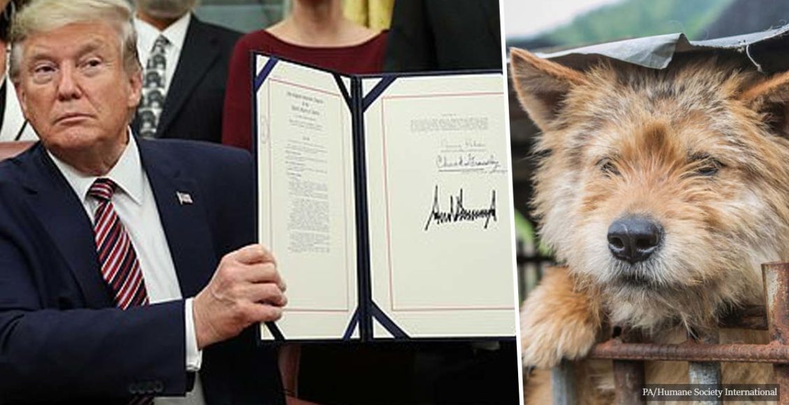 President Trump signs Animal Cruelty Bill into federal law punishable by 7 years in prison