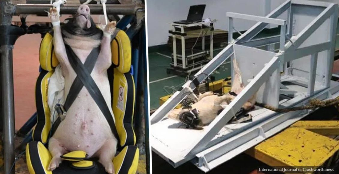 ​Live animals used as test dummies in cruel car crash experiments