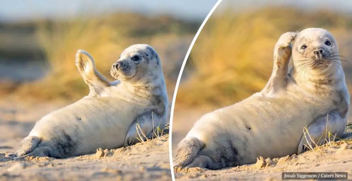 Adorable seal pup waves to camera while sunbathing on a British beach