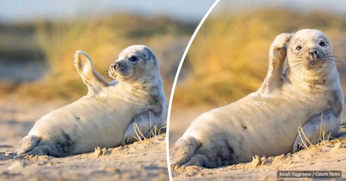 Adorable seal pup waves to camera while sunbathing on a British beach