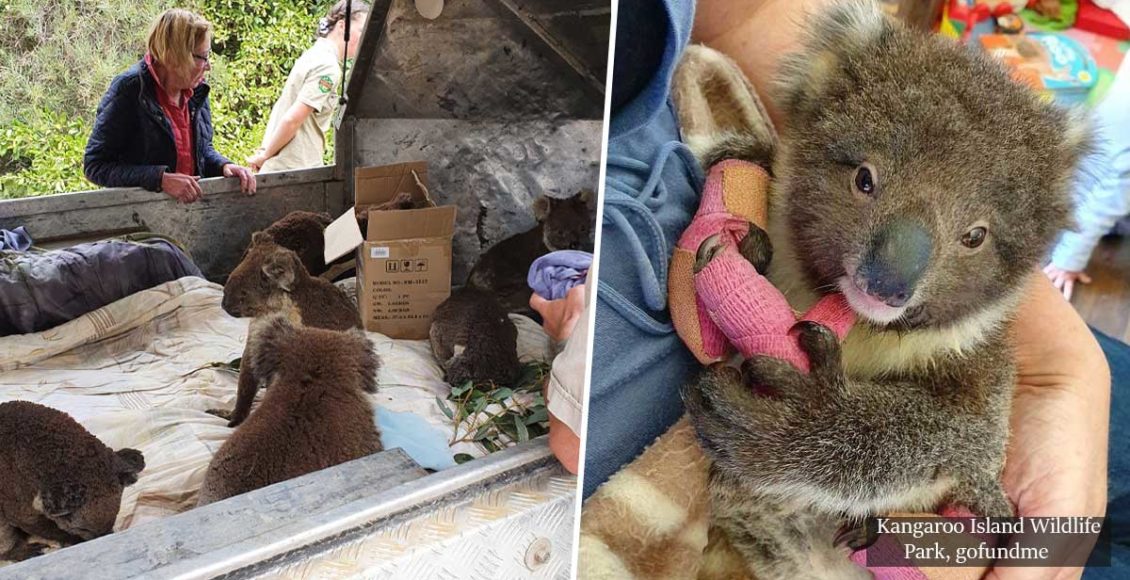 At least 25,000 Koalas Dead as Australia fears native wildlife may never recover from latest fire disaster