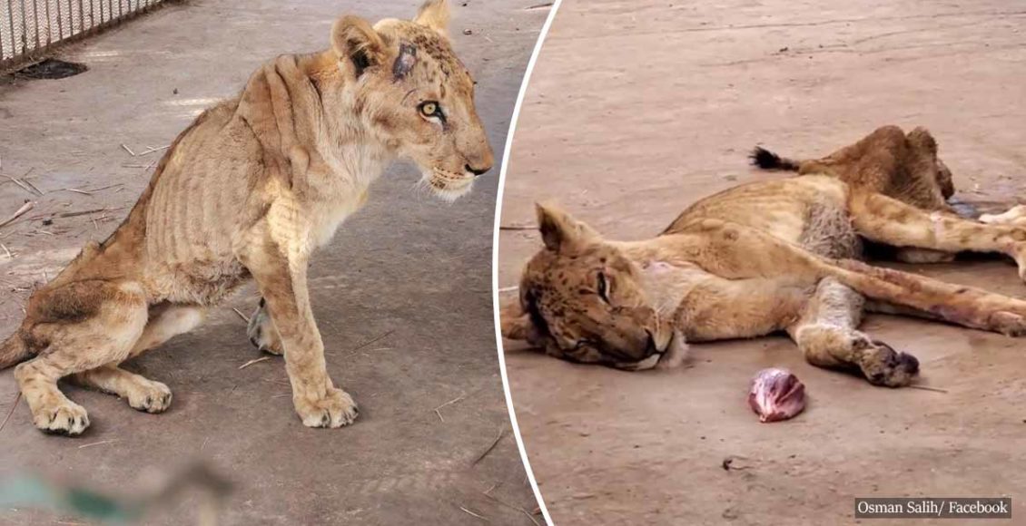 Critically undernourished lions found stranded in terrifying conditions at a Sudan zoo