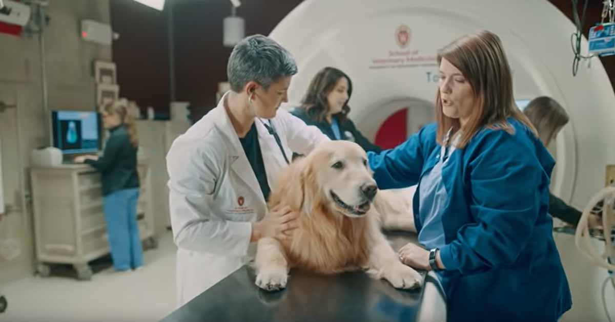 Dog owner buys $6 million Super Bowl ad to thank veterinarian for saving pet's life