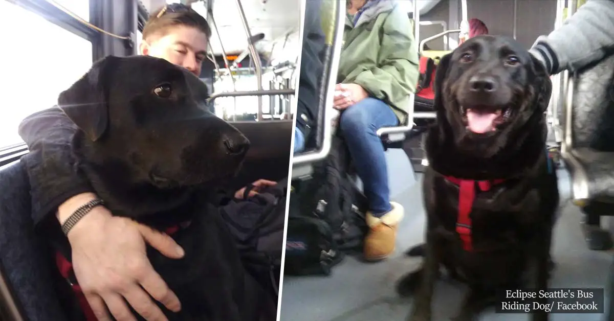 Who's a good girl? This adorable dog takes the bus every day on her own and even has a bus pass!