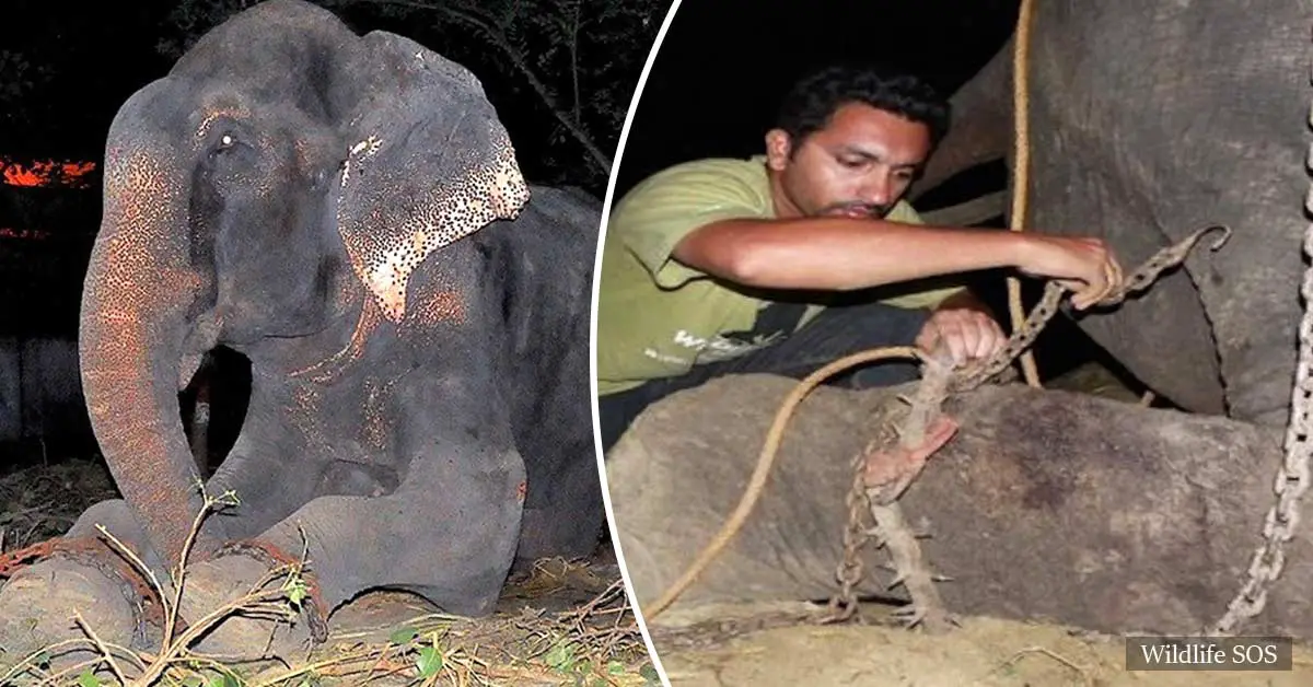 Elephant cries tears of relief while being rescued after 50 years of confinement